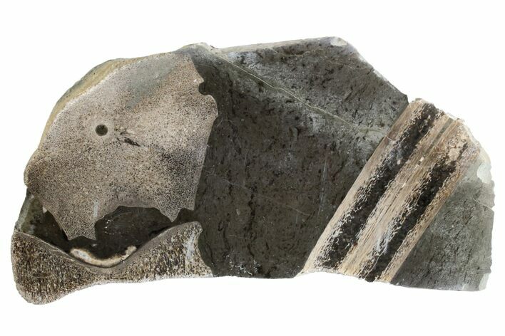 Fossil Ichthyosaurus Bones in Cross-Section - England #171183
